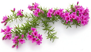 TrachelospermumJasmin