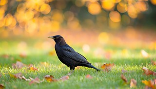 BϢ~еĲݵϱWWl(f)Ľɫ