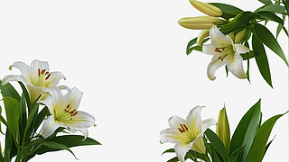 ɽٺϻDƬ
