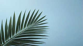 ģ