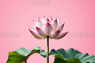 _ֲ