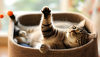 mĈ(chng)һֻɐ(i)˯С؈sһ(g)