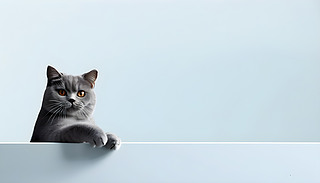 BƤӢë؈ıcȻ|