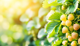 δĲݮ،R^гıO(sh)Ӌ(j)(f)ƿg