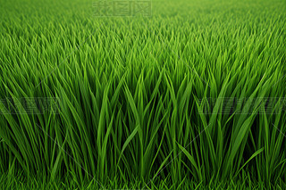 GݵCȻ²ݵؾGɫڼ