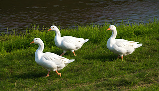 СZڷAĽֵ