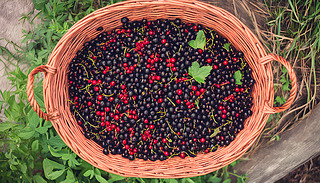 rĺڴbľƱl(xing)힓P(yng)ļ