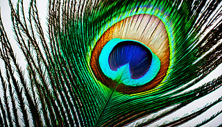MĿȸë،(xi)ڰɫչʾ(f)s