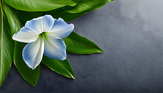 Mѩ{ɫsҫӳr͵Ĵձ