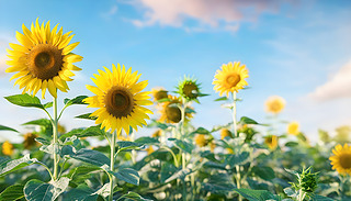 MĻгıO(sh)Ӌ(j)(f)ƿg