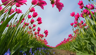 Mտ;µ{(ln)ɫҰ(yng)