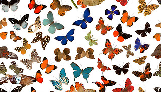 ʽ˹ˇg(sh)g(sh)Mğop