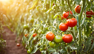 âķѻ@ڜů(yng)չʾ˳M