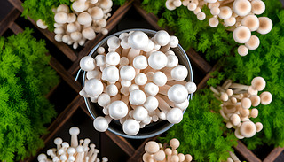 ˵ShimejiĢһͰcܛķ