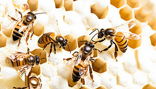 ۷ڷ䳲ϏsĈF꠺ͻȻϢ