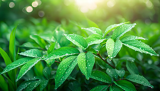 µľGɫԭh(yun)̎L(fng)u݆C(j)ppD(zhun)(dng)