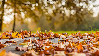 ~ɢ(jng)L(fng)˪ľϠI(yng)M