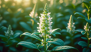 r(sh)L(fng)箋đh(hun)оGɫֲČ?k)o،