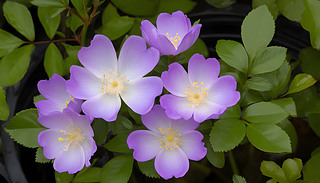 MķۼtɫҰõc(din)YrľG~(chung)