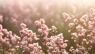 (dng)(hu)