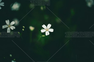 ɫ;GɫᎧ~ĺͬ^pֲGɫ