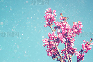 ۽Ƭ