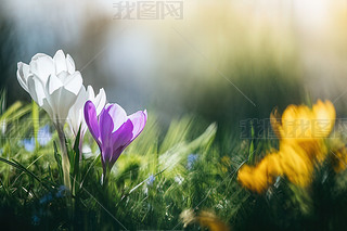 Ұr