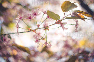 ۼtɫѻ_֧P(gun)]\ɫ{(dio)D