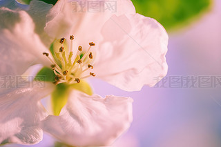 O仨