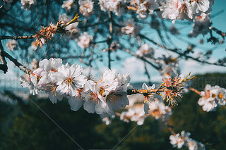 ֦ϵİɫ{챳Ȼ