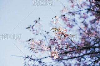 ҰϲRɽѻѻʢ_ķۼtɫֲ@乫@