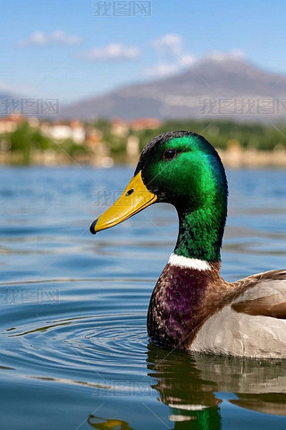 Ӿ