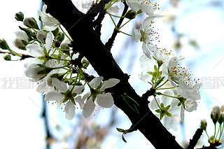 zӰ