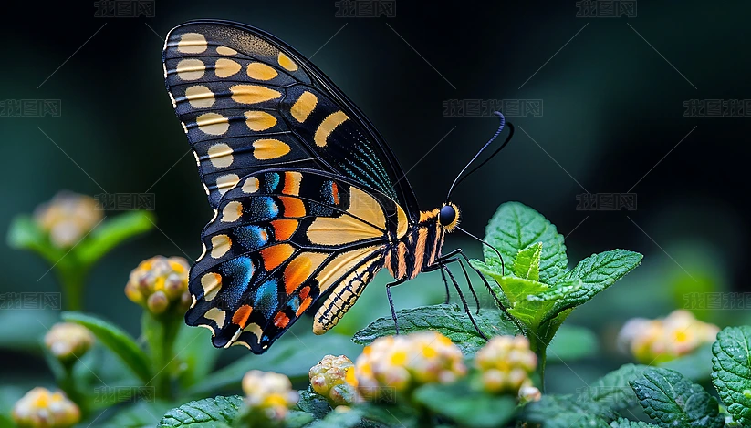 zӰ