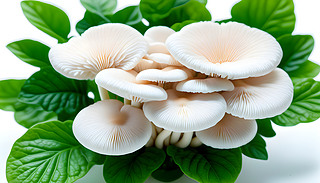 µİɫĢF(xin)CľG~ԭʼ