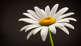 µİɫrʢ_(ki)ԭʼϳMSɫ