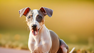 옷(l)Ĺе،Ґ۵ļڑyФչ