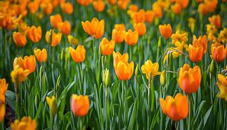 ?k)oĘO(jin)oM(mn)ĳɫһ(g)ƿ