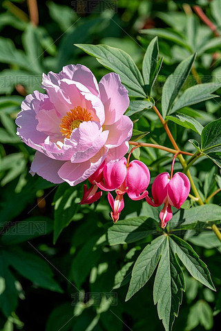 ֲL(zhng)һۼtɫĻDƬ