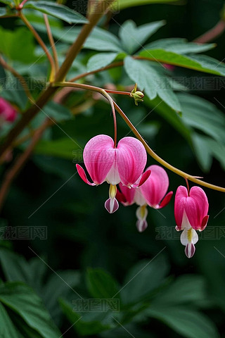 ֲۼtɫĻ;Gɫ~ӸDƬ