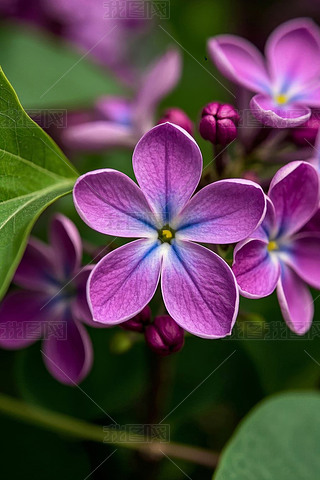 @ʢ_(ki){(ln)ɫĵɫDƬ