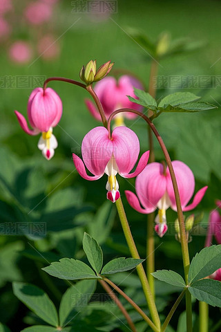 Ұ_ۼtɫĻ;Gɫ~ӸDƬ