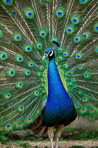 ȸչ_ëչ_ëDƬ