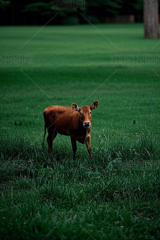ݵϴһ^ɫţDƬ