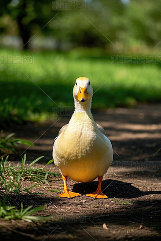 һֻվڲ݅еĵϸDƬ
