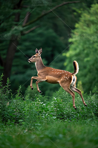 һֻ¹ڲ݅пSDƬ