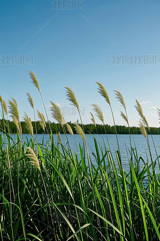 ǰ߸ߵĲݵ{ɫոDƬ