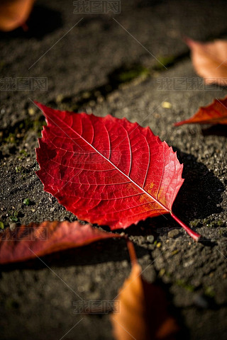 ڵϵļt~،DƬ