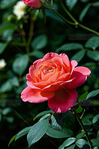 @һõھ`ŸDƬ