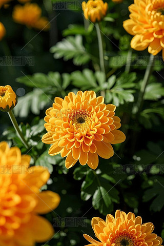 @L(zhng)SSɫĻDƬ